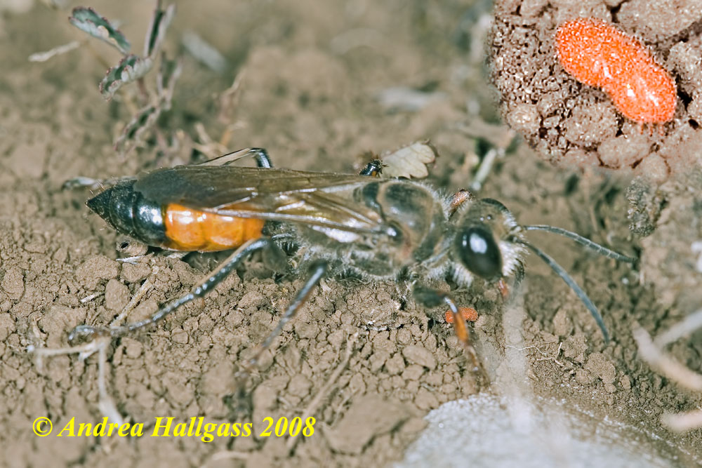 Lo Stizoides tridentatus  profitta degli Sphex funerarius